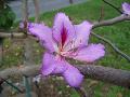 Pruple Orchid Tree